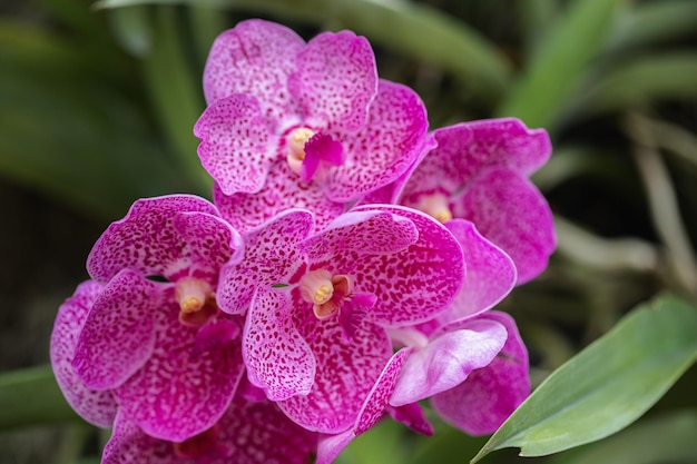 Linda flor de orquídea florescendo na estação chuvosa Orquídea Vanda