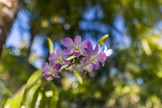 Linda flor de orquídea florescendo no parque do jardim tropical. Folhagem floral de sonho de luz solar abstrata