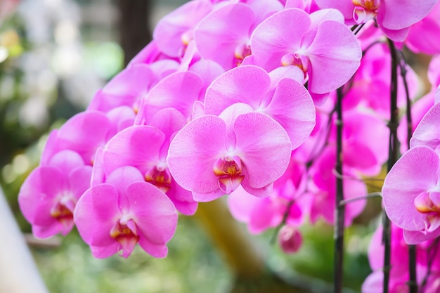 Linda flor de orquídea Phalaenopsis florescendo no jardim