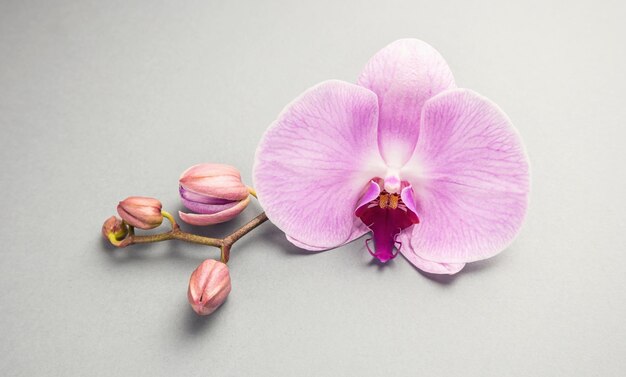 Linda flor de orquídea rosa com botões