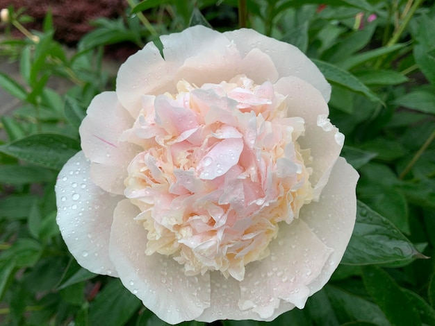 Linda flor de peônia branca