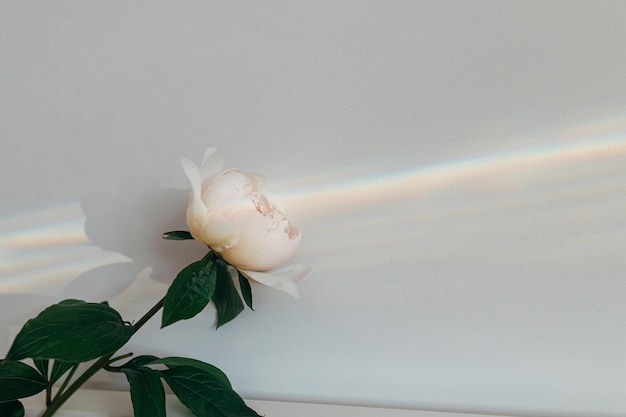 Linda flor de peônia e raio de arco-íris no fundo da parede branca Imagem floral criativa