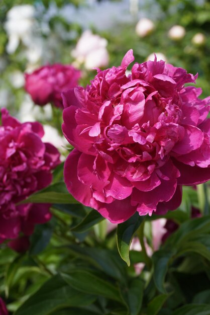 Linda flor de peônia rosa florescente fechada no jardim