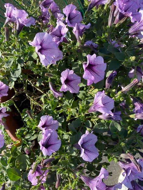 Linda flor de petúnia flor de petúnia rosa com botões abertos petúnia é uma flor brilhante de verão