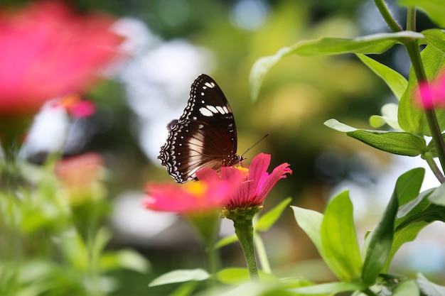 Linda flor de primavera com borboleta