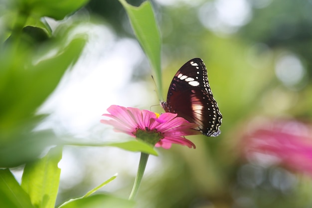 linda flor de primavera com borboleta