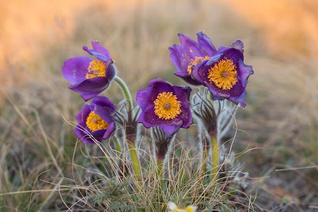 Linda flor de primavera de flor Pulsatilla ou pasque