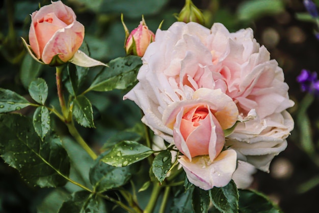 Linda flor de primavera delicada flores rosas rosas