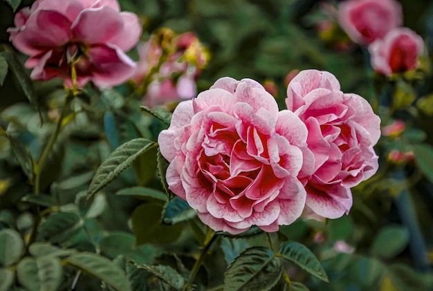 Linda flor de primavera delicada flores rosas rosas