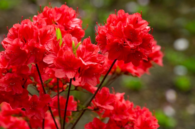 Linda flor de rododendro vermelho no jardim com flor de rododendro vermelho bokeh mágico em fundo de bokeh mágico