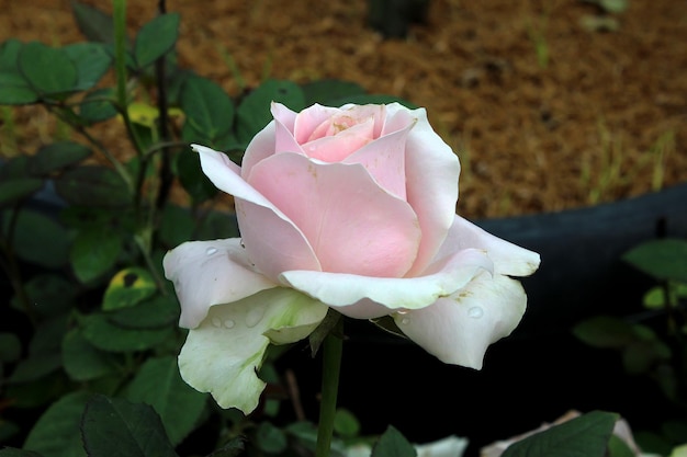 Linda flor de rosa rosa no jardim