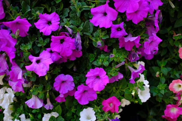 Foto linda flor de rosas naturais no jardim da natureza