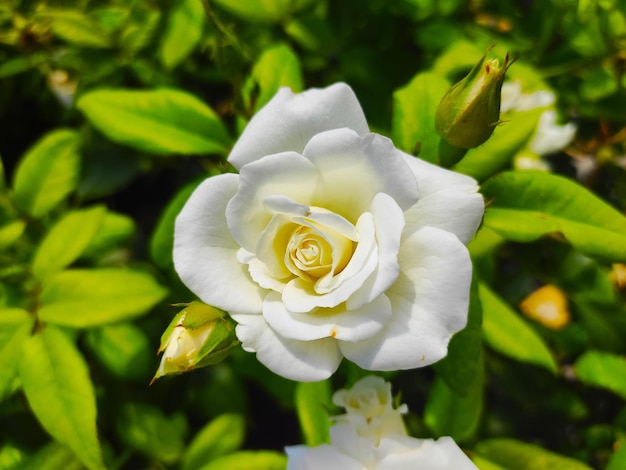 Linda flor de roseira branca