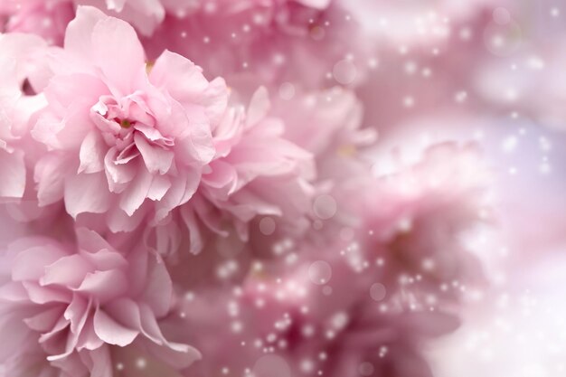 Linda flor de sakura rosa em closeup de fundo desfocado