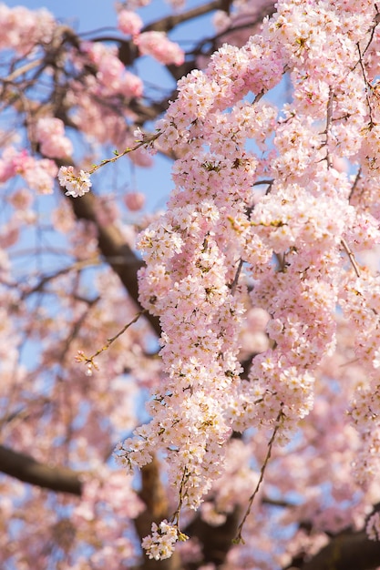linda flor de sakura rosa no Japão