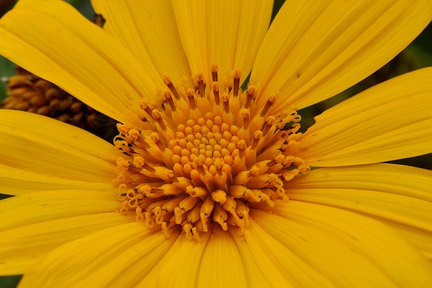 Linda flor de sol amarelo brilhante