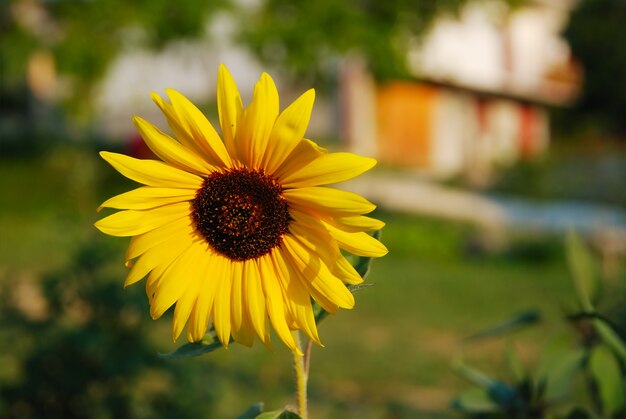 Linda flor de sol amarelo