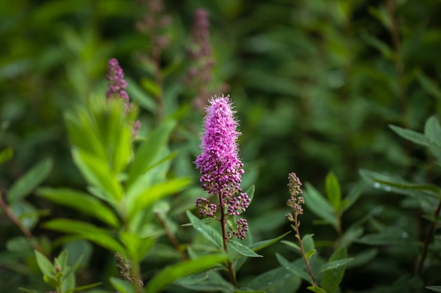 Linda flor de spirea rosa sobre fundo verde closeup