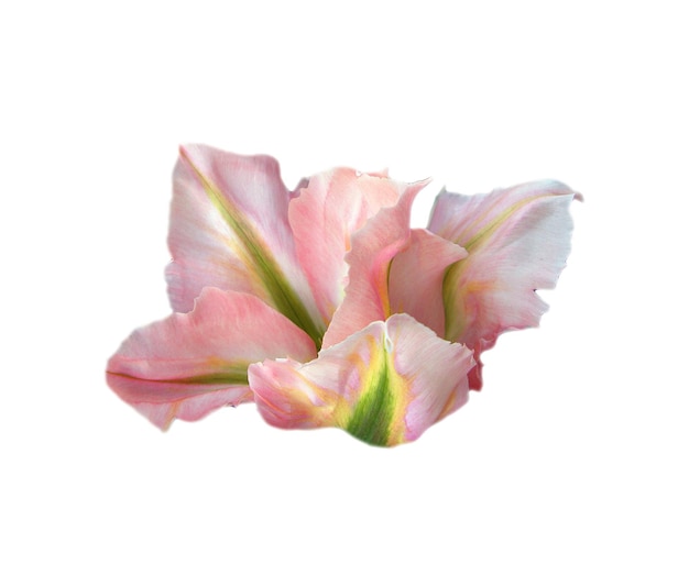 Linda flor de tulipa branca rosa estrela de forma incomum isolada em fundo  branco fechado, colorido | Foto Premium