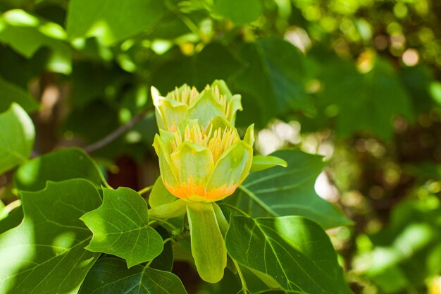 Linda flor de tulipa Liriodendron em um galho de tulipa americana em flor