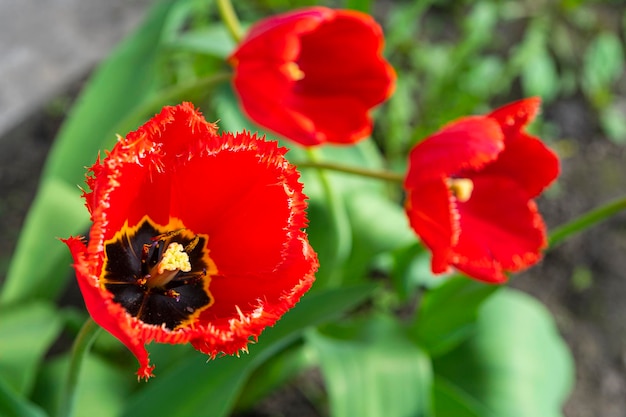Linda flor de tulipa vermelha cultivada no terreno sobre fundo verde de folhagem