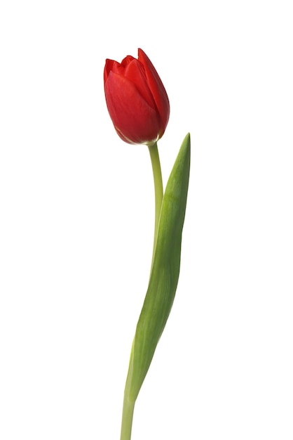 Linda flor de tulipa vermelha isolada em branco