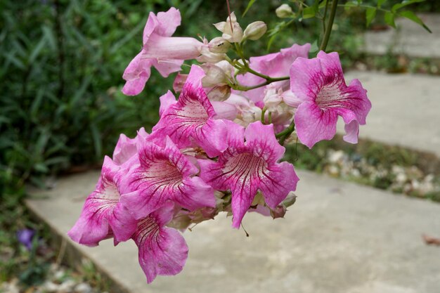 Linda flor de videira de trombeta rosa