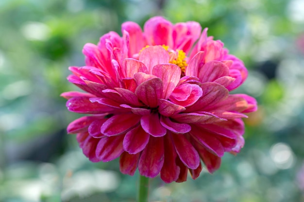 Linda flor de zínia rosa em um fundo natural Paisagismo de floricultura