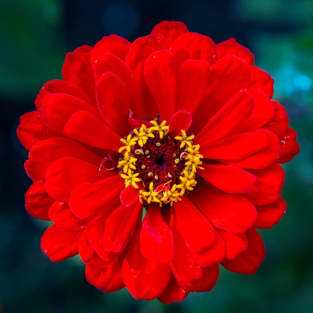 Linda flor de zínia vermelha em um fundo natural. Floricultura, paisagismo.