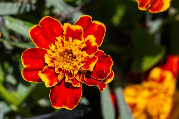 Linda flor decorativa com pétalas vermelhas e amarelas