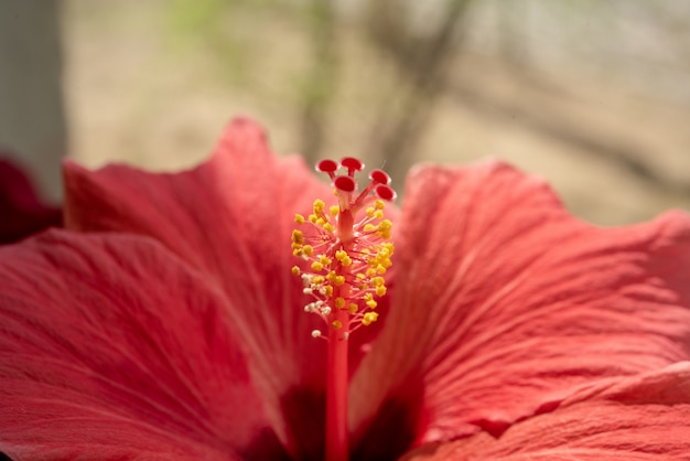 linda flor do jardim