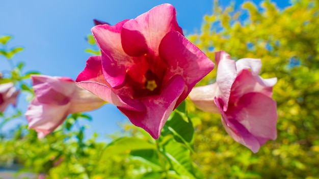 Linda flor floresceu na árvore