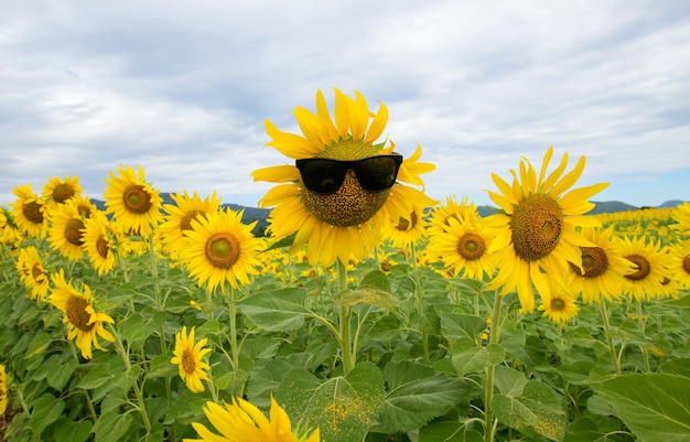 Linda flor de girasol usa gafas de sol y florece en el campo de girasoles