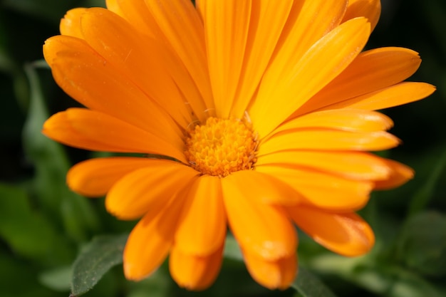 Linda flor laranja calendula officinalis fecha em um jardim sobre fundo verde