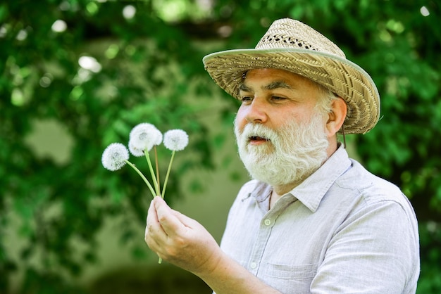 Linda flor na mão símbolo do país da aldeia da primavera de cabelos grisalhos finos velho golpe dente-de-leão Alzheimer conceito de deficiência cognitiva Alegria durante o início da primavera velhice e envelhecimento