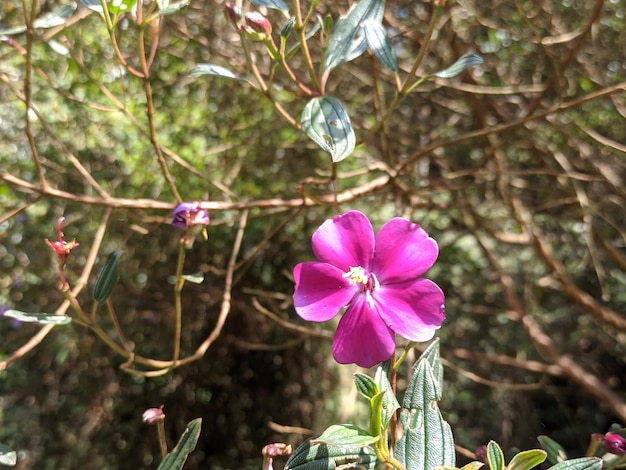 linda flor na natureza