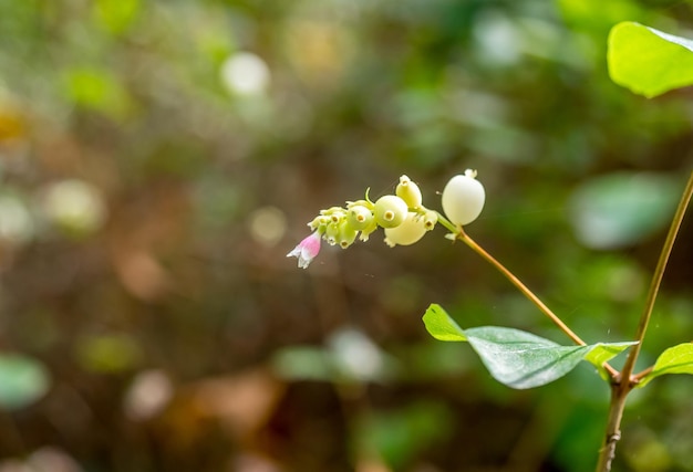 Linda flor en el parque