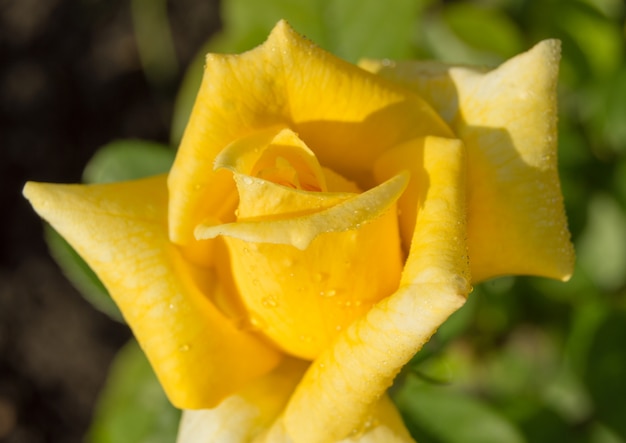 Linda flor rosa amarela com gotas de água close-up na luz solar da manhã