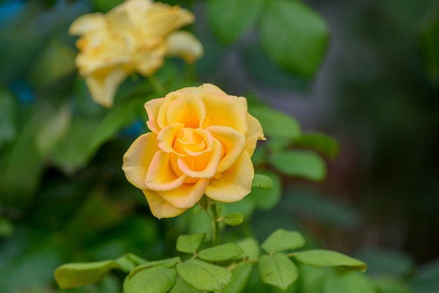 Linda flor rosa amarela em um jardim. Eles trazem você e a amizade que você compartilha do purista de cor