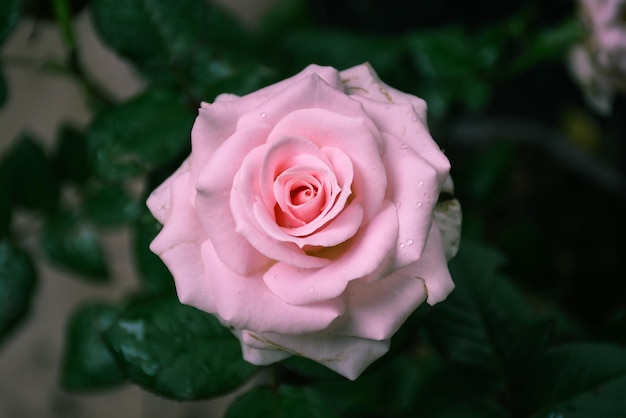 Linda flor rosa branca com pingos de chuva deixa o fundo