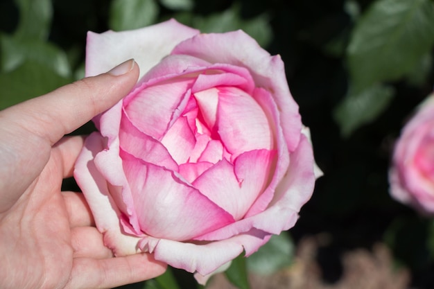 Linda flor rosa colorida na mão