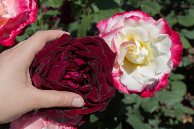 Linda flor rosa colorida na mão