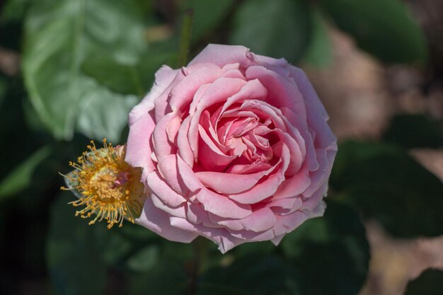 Linda flor rosa colorida