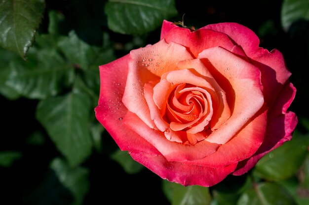 Foto linda flor rosa colorida