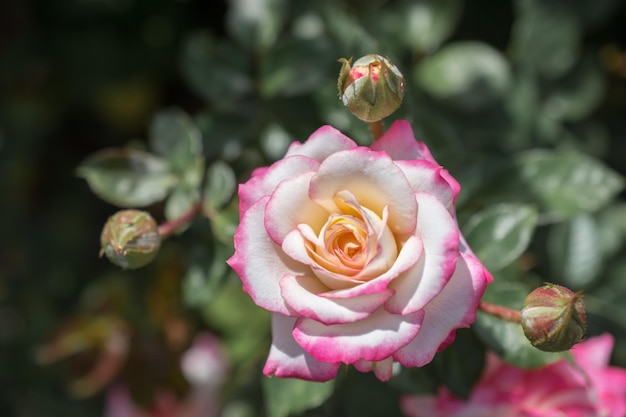 Linda flor rosa colorida