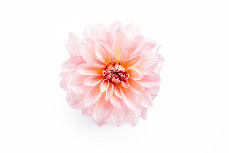 Linda flor rosa dália e botão de rosa isolado em fundo branco Vista superior plana