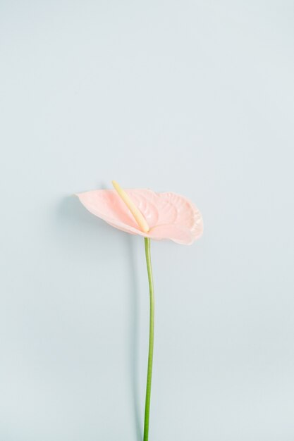 Foto linda flor rosa de antúrio isolada em azul claro