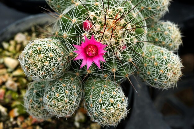 Linda flor rosa de cacto mammillaria em uma panela