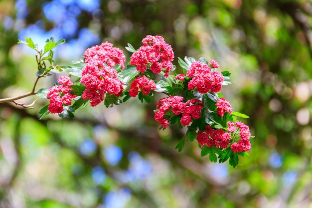 Linda flor rosa de espinheiro na primavera