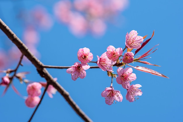 Linda flor rosa de Sakura desabrochando no fundo do céu azul